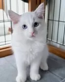 ラグドール【東京都・男の子・2025年8月2日・ブルーリンクスポイントバイカラー】の写真6