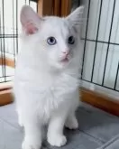 ラグドール【東京都・男の子・2025年8月2日・ブルーリンクスポイントバイカラー】の写真7