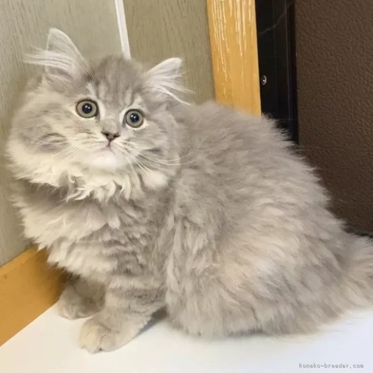ID:2312-02347の子猫