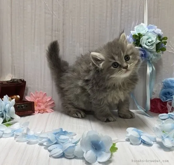 ID:2106-01277の子猫