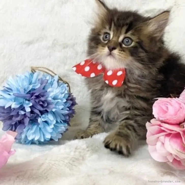 ID：2303-01735の子猫