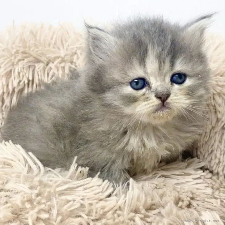 ID:2411-02609の子猫