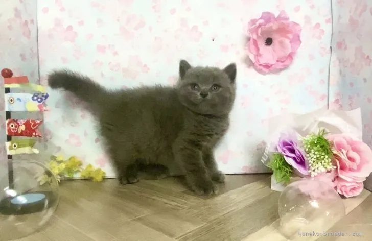 ID:2204-01215の子猫