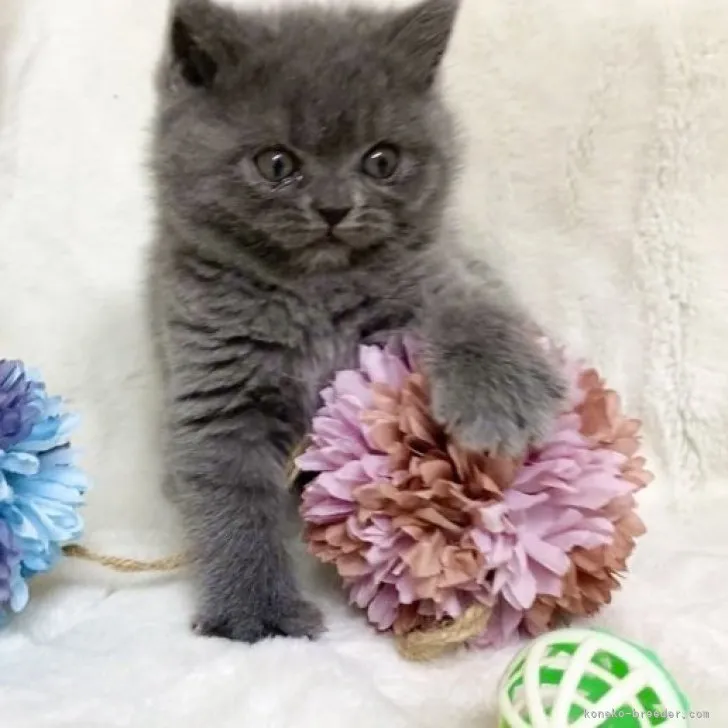 ID:2304-00394の子猫