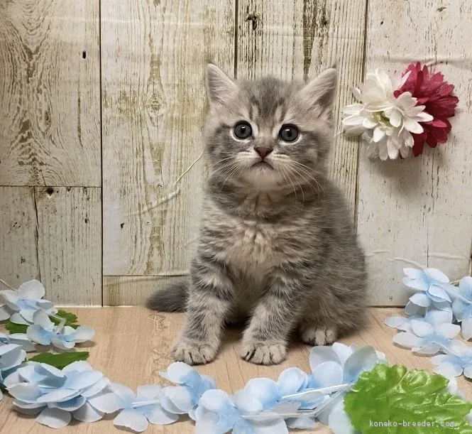 ID:2011-01519の子猫