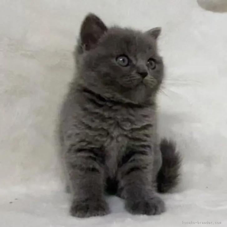 ID：2307-00423の子猫