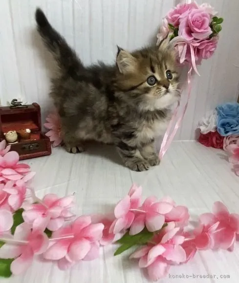 ID:2109-00325の子猫