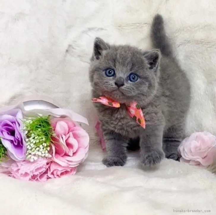 ID:2303-01731の子猫