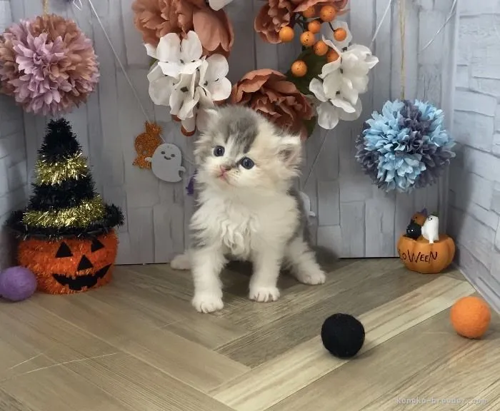 ID：2110-01492の子猫