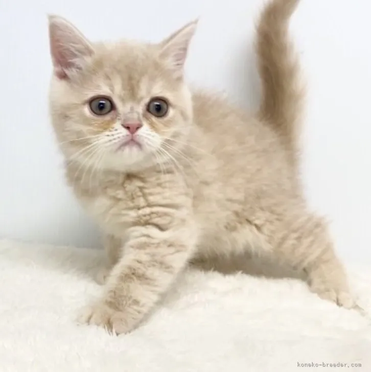 ID:2308-02837の子猫