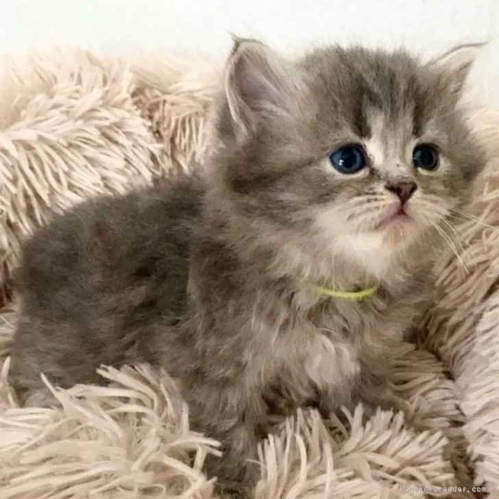 ID:2404-00167の子猫