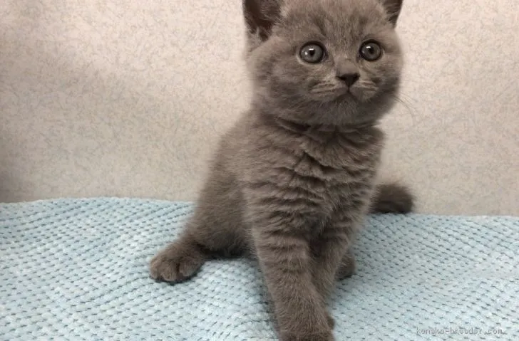 ID:1910-00869の子猫