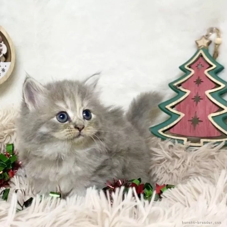 ゆゆ 様のお迎えした子猫