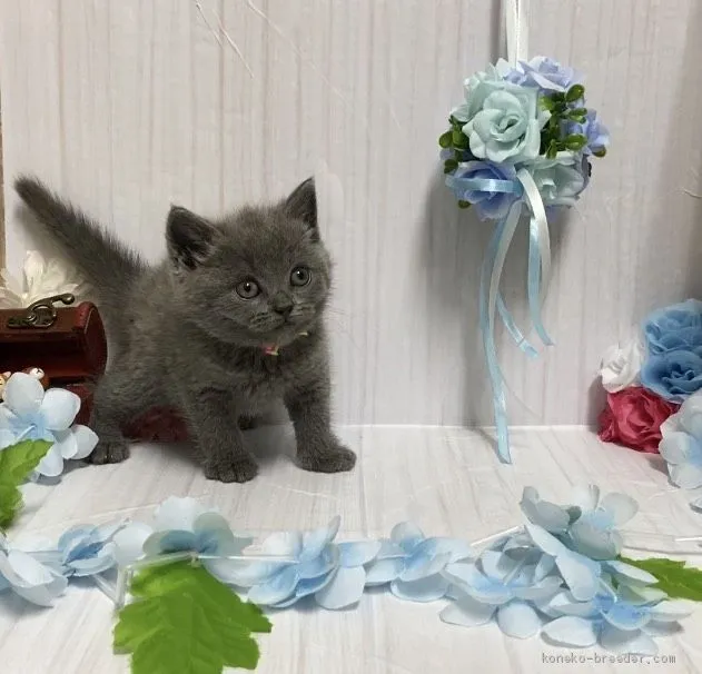 ID：2103-01358の子猫