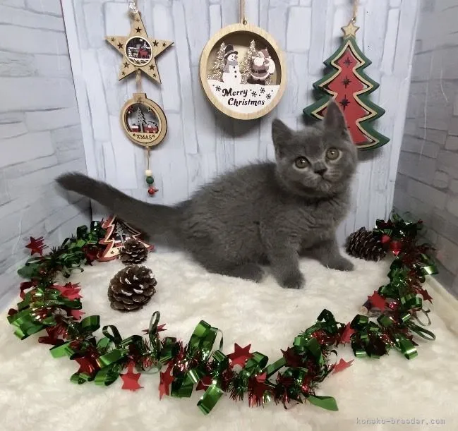 ID:2112-00324の子猫