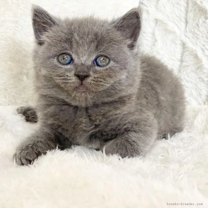 ID：2212-01229の子猫