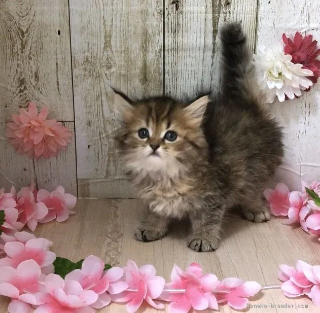 ID:2004-00498の子猫