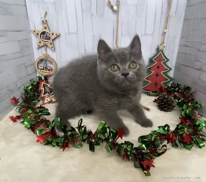 ID：2111-02128の子猫