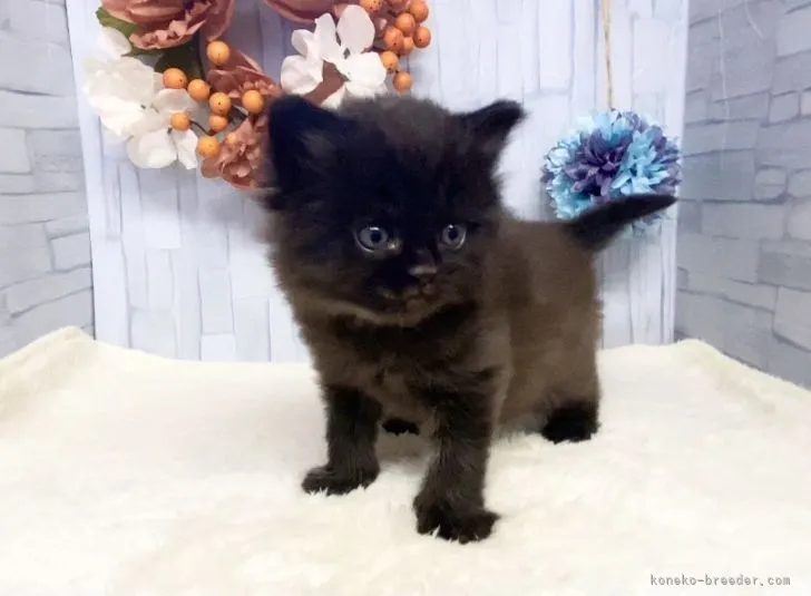 ID:2203-01244の子猫