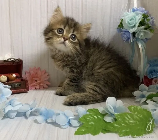 ID:2106-01355の子猫