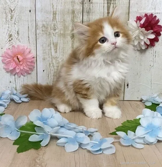 ID:2010-00458の子猫