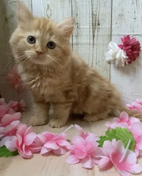 ID:2101-00281の子猫