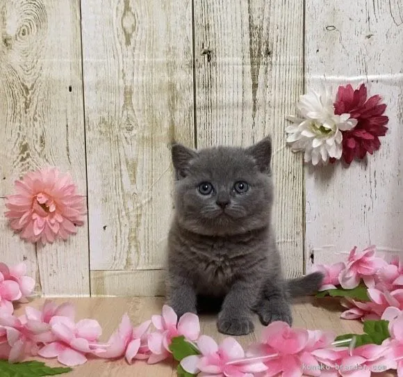 ID:2008-01915の子猫