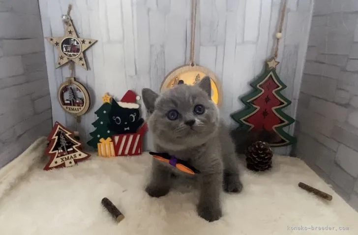 ID：2111-00366の子猫