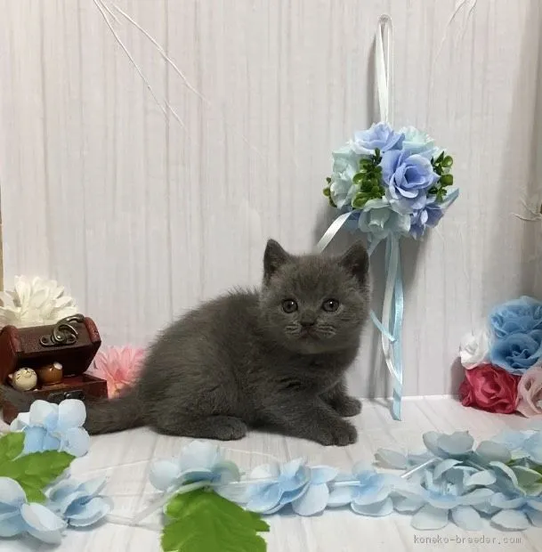 ID:2103-01359の子猫