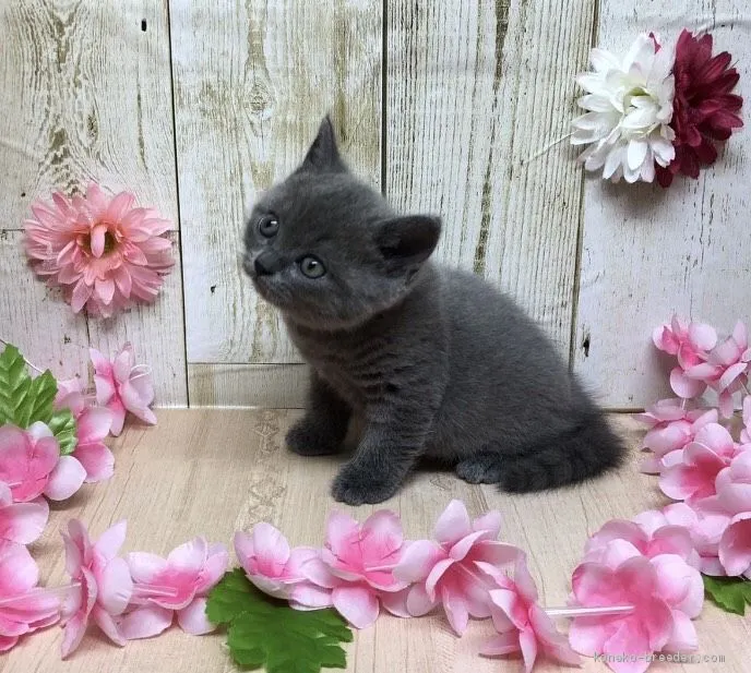 ID：1910-01876の子猫