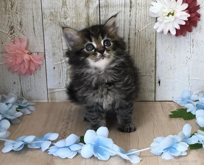 ID:2004-00093の子猫