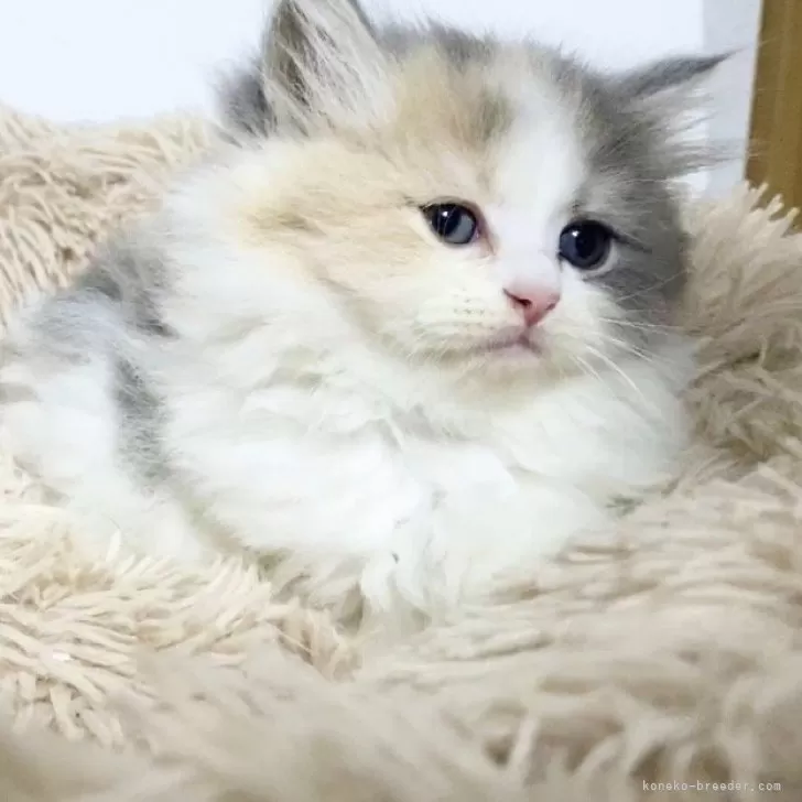 ID:2406-03472の子猫