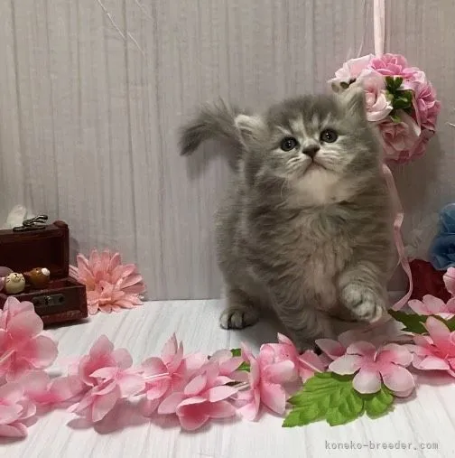ID:2106-01275の子猫