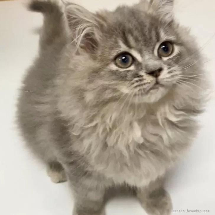 ID：2312-02349の子猫