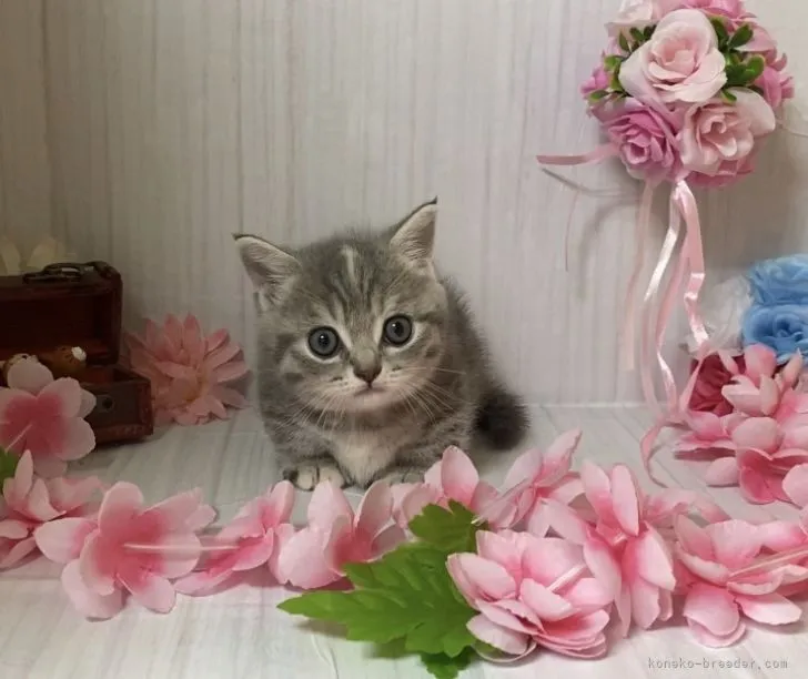 ID：2106-01776の子猫