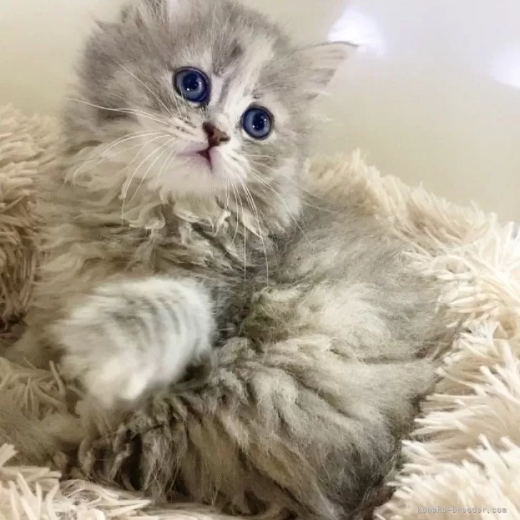 ID：2405-02626の子猫