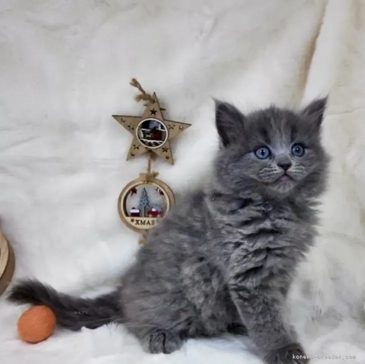 ID：2410-02405の子猫