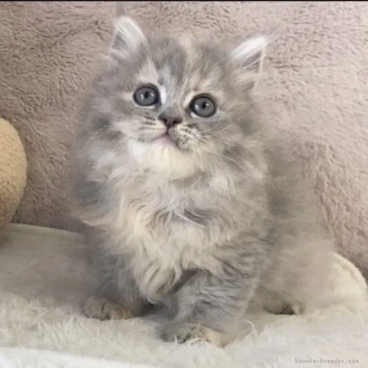 ID:2307-01950の子猫