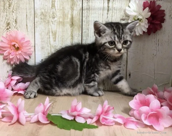 ID：2007-00478の子猫