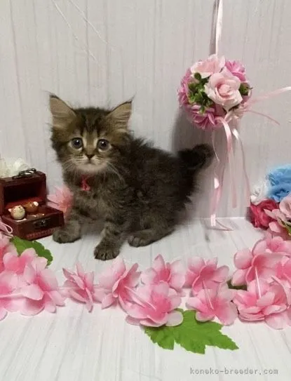 ID:2104-00559の子猫