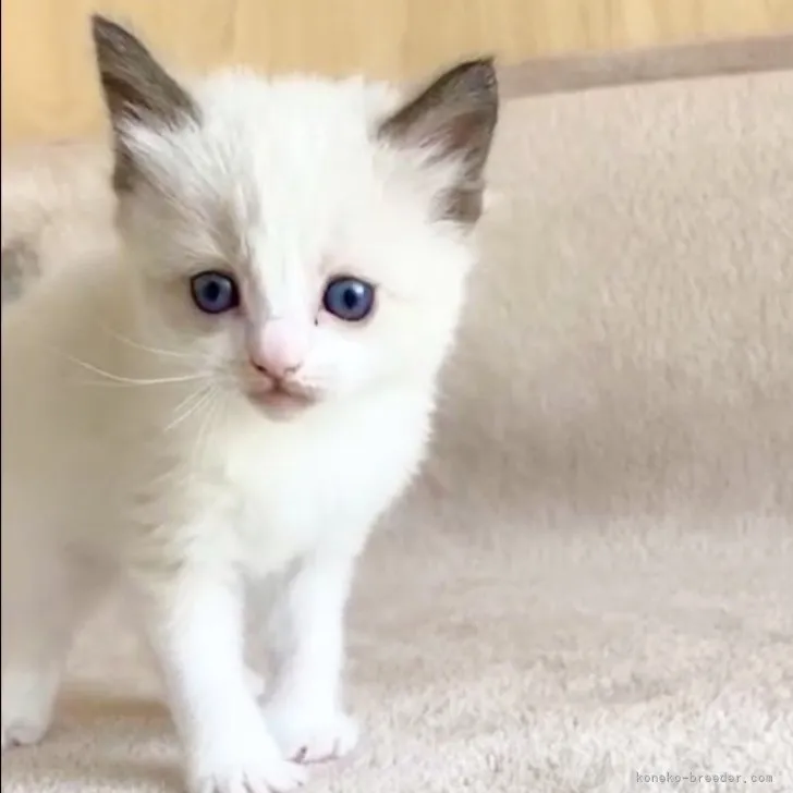ID:2303-03071の子猫