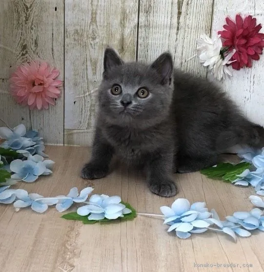 ID:2005-02140の子猫