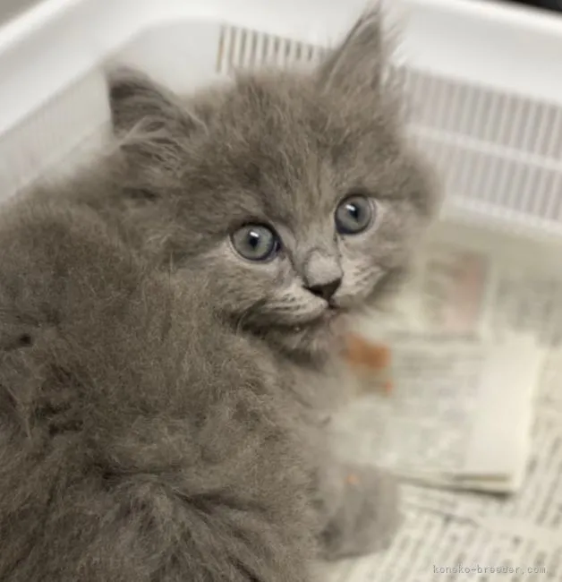 ID:2204-01208の子猫