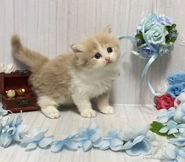 ID:2104-01867の子猫