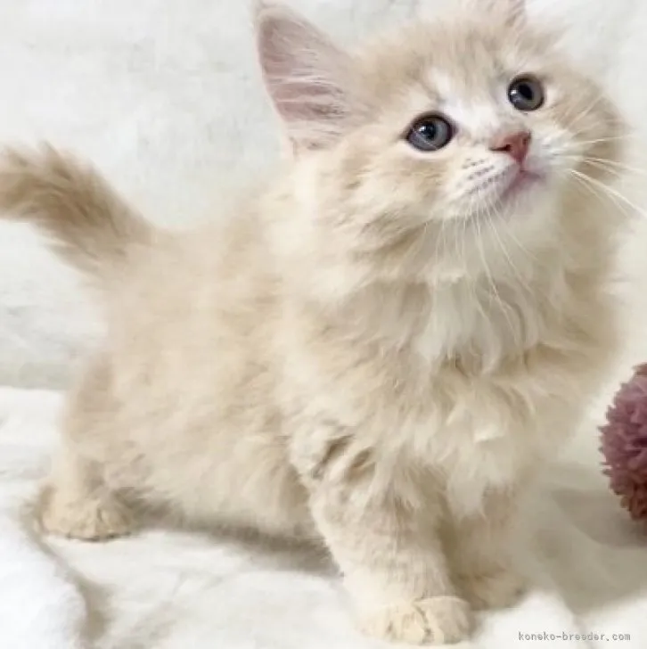 ID:2307-02796の子猫