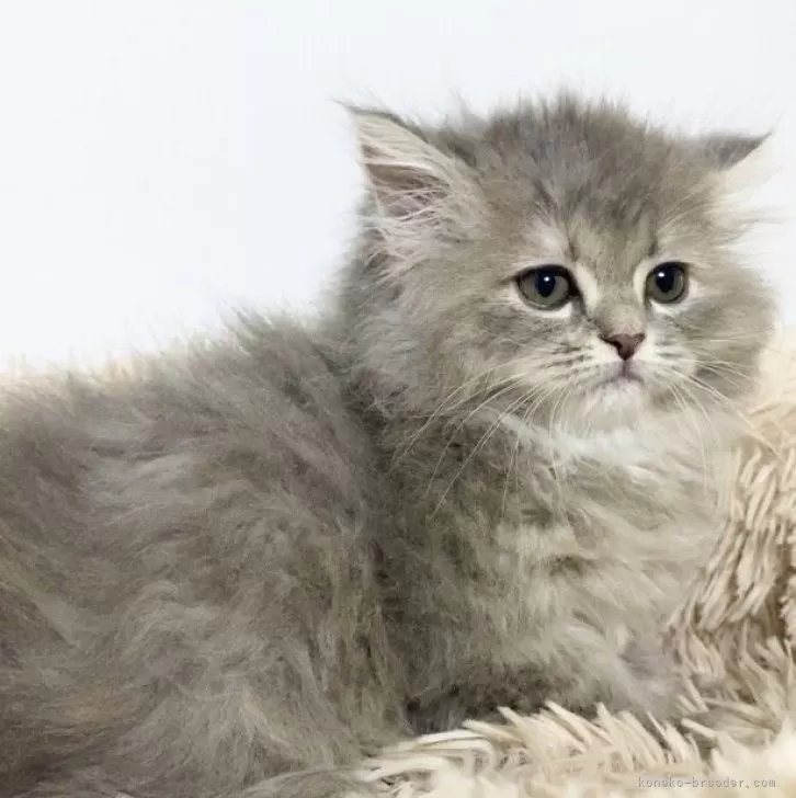 ID:2406-00963の子猫