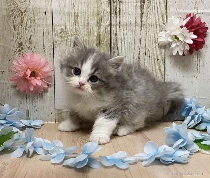 ID:2011-01812の子猫