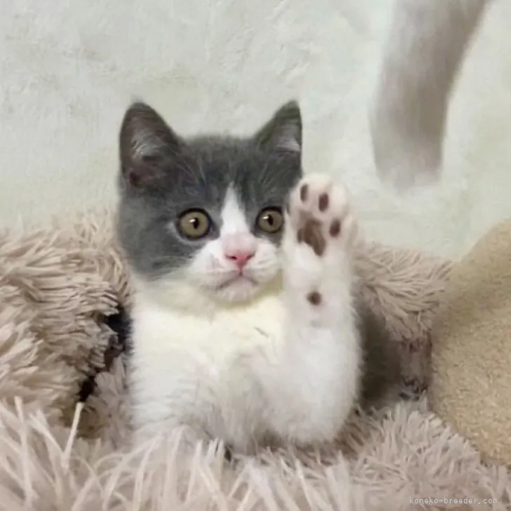 Y.U 様のお迎えした子猫