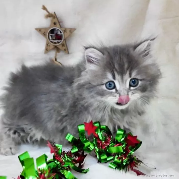 ID:2410-02403の子猫