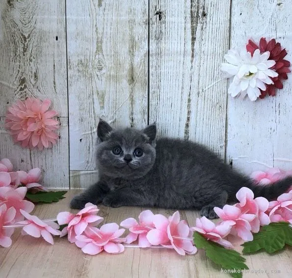 ID:2004-01183の子猫